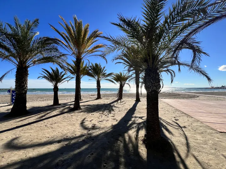 Palmen am Strand